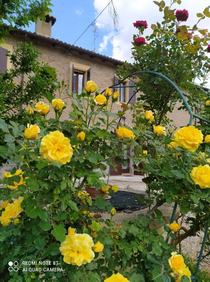 Bed and Breakfast La Rosa Selvatica Ravarino Екстер'єр фото